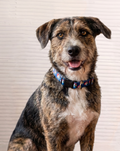 Dog Collar